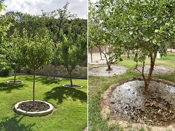 Alcorques para concentrar el  riego de árboles y arbustos